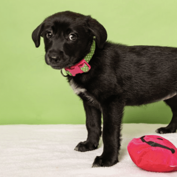 This is Coke, available for adoption at Friends for Life in Houston, TX. She's black puppy, with a white stripe on her neck.